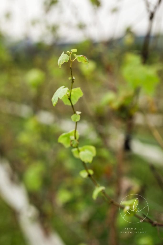 green grape leaves at Stinson vineyard