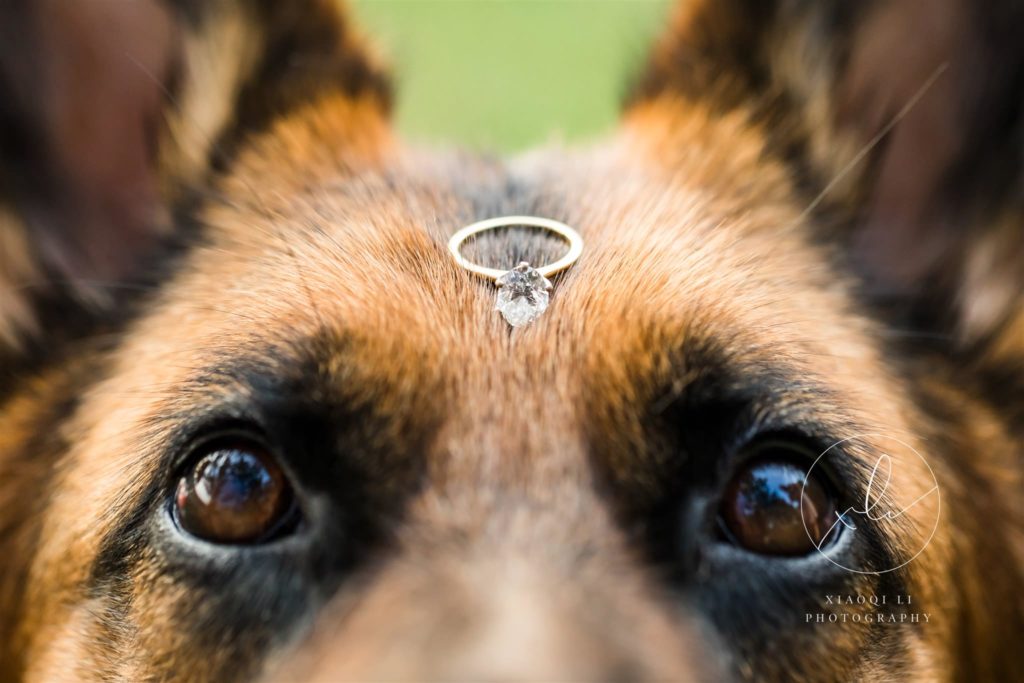 engagement ring sitting on german shepherd's head