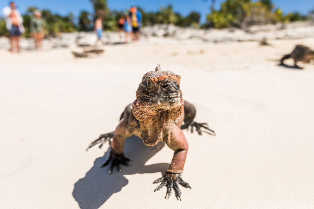 Large iguana on the beaches of the Bahamas