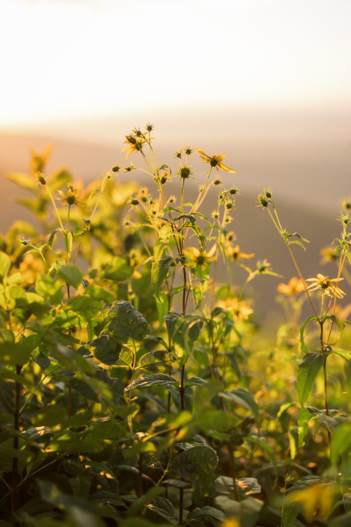 close up of wildflowers at Shenandoah National Park