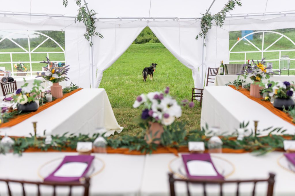 dog standing outside wedding reception tent 