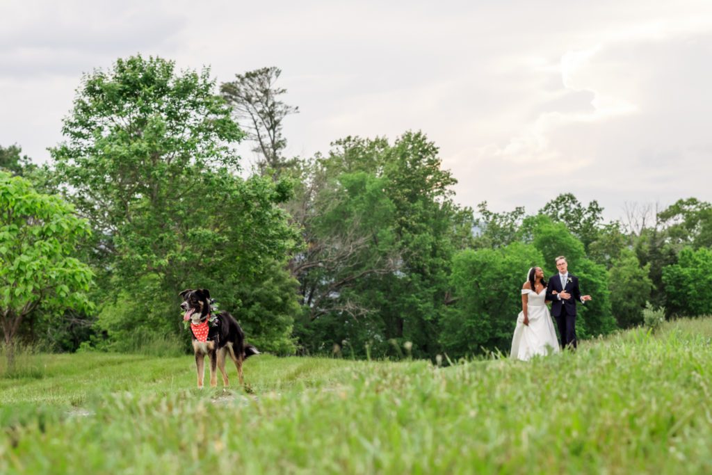wedding couple walking with dog following behind